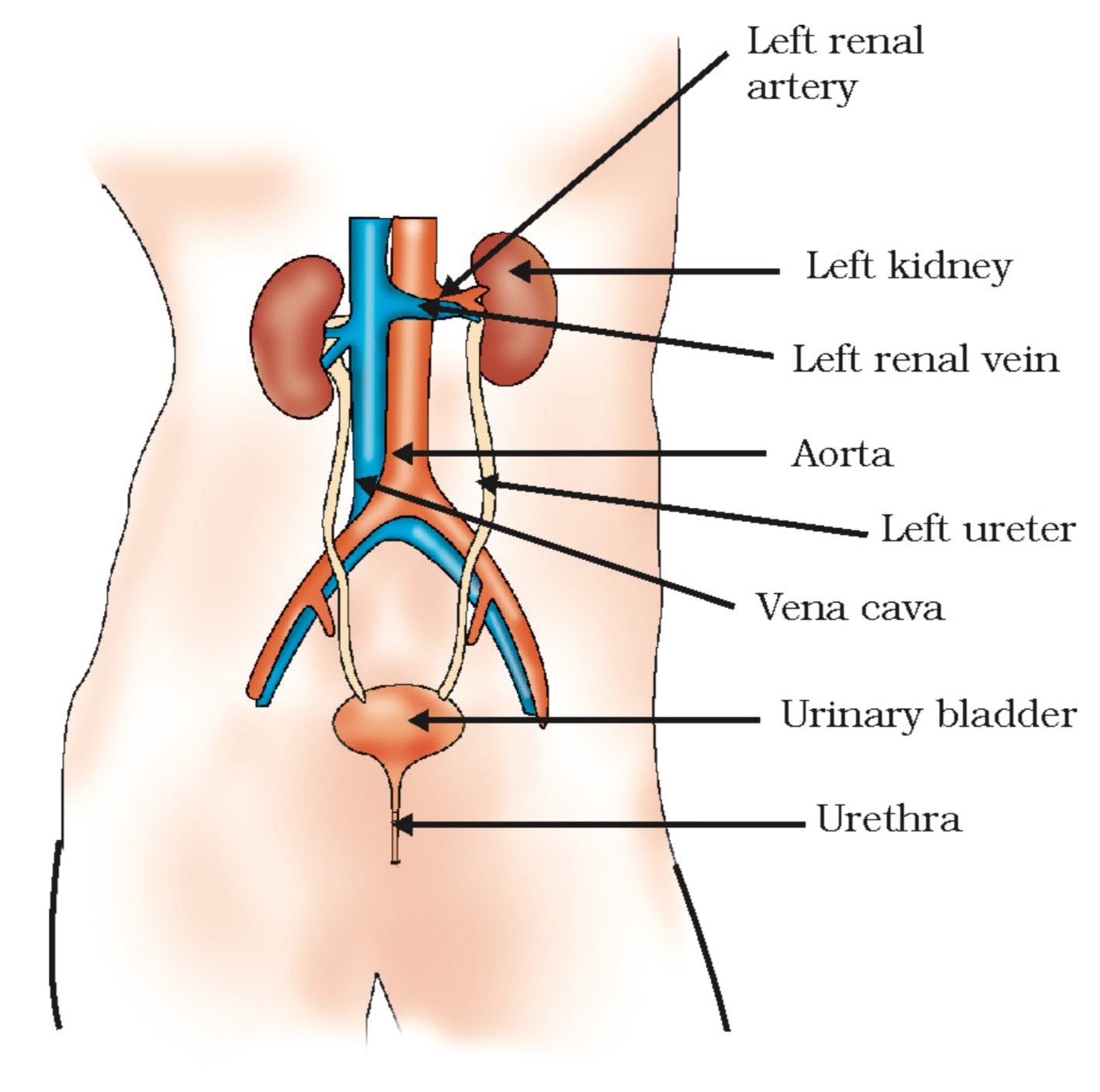 Excretory System